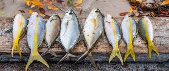 Turks and Caicos Local Fresh Fish