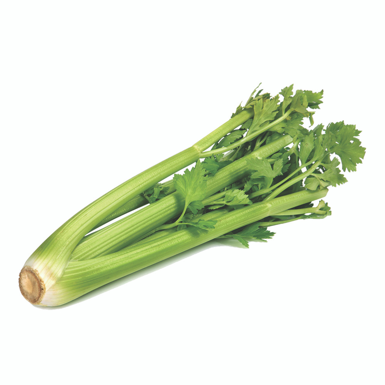 Celery(1ct)
